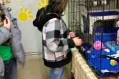 Mesabi Humane Society